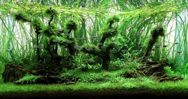 三角形构图水族造景,水族造景构图黄金比例