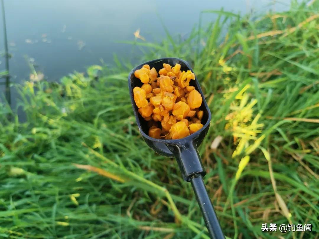 嫩玉米钓鲤鱼会降低鲤鱼警惕性吗,鲤鱼可以用玉米钓了吗