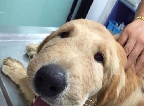 金毛幼犬的正确饲养方法,金毛幼犬轻微护食怎么办