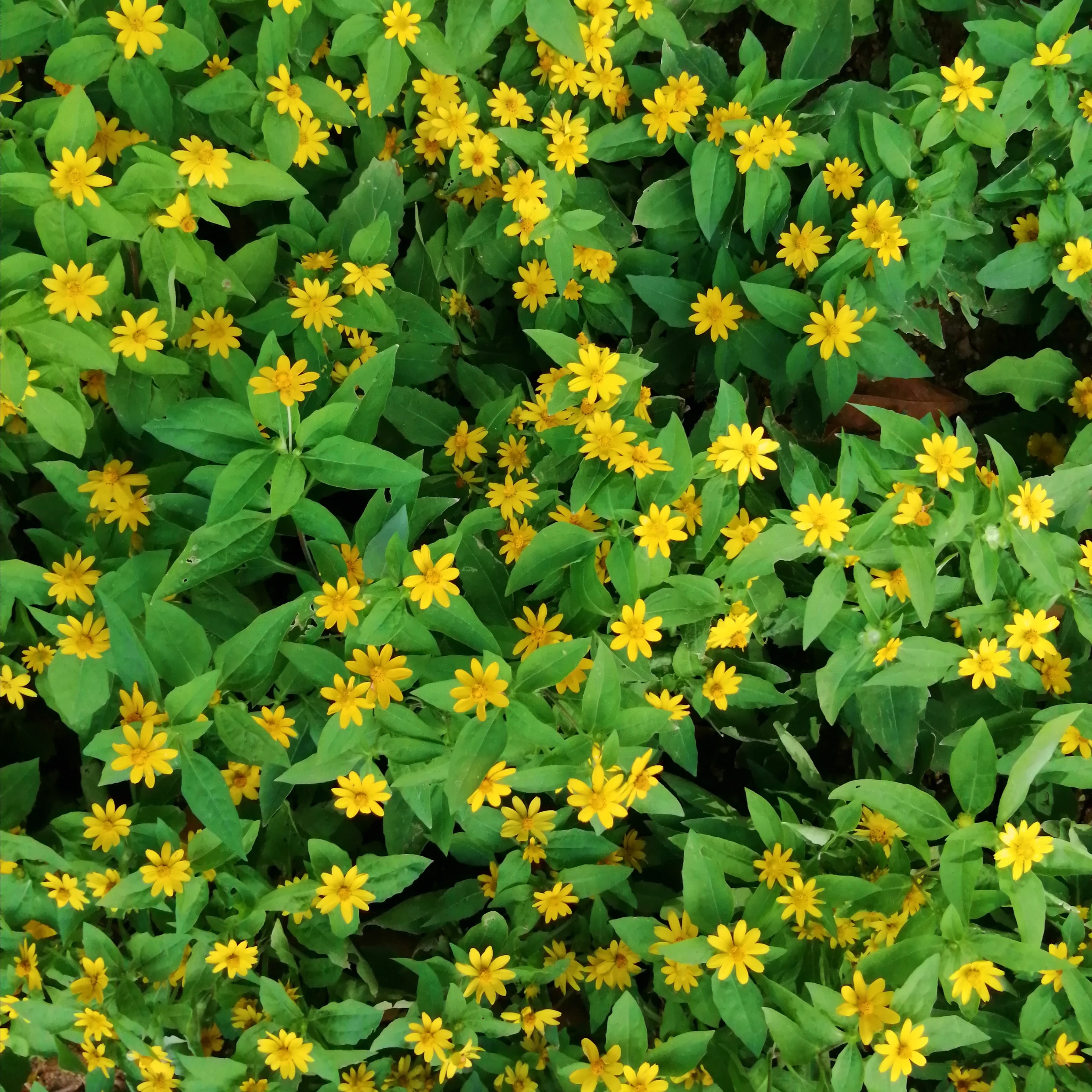 广州海心沙亚运公园广州塔格桑花,游广州海心沙公园