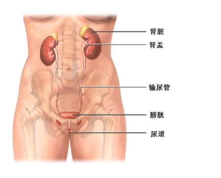 女性尿频尿急会影响受孕吗,尿不尽会导致不孕吗