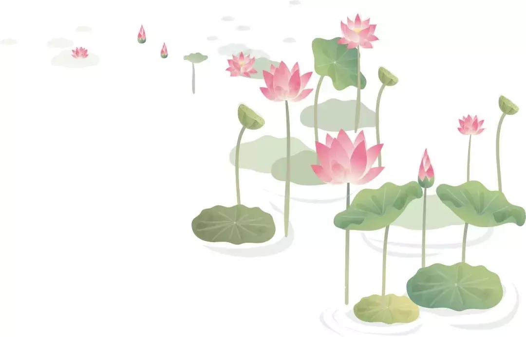 金湖荷花荡图片,金湖荷花荡介绍