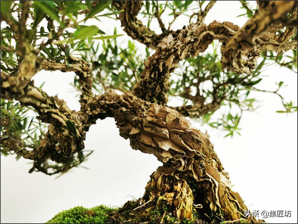 雀舌黄杨冬季掉叶,雀舌黄杨老叶枯萎掉落