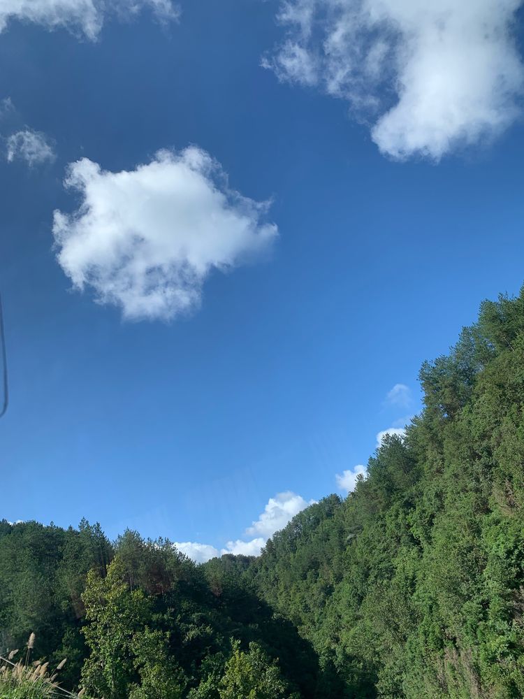 秦岭里飞出的“土蜂蜜”-------陕西省龙草坪林业局发展中蜂见闻