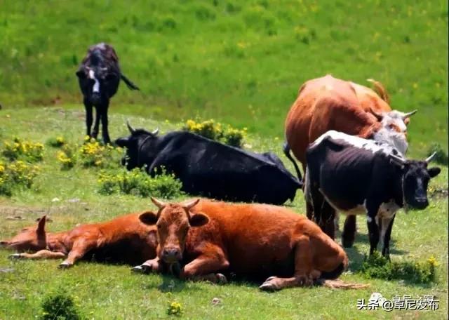 甯呮皵闃垮崜,鏃╂湡闃垮崜