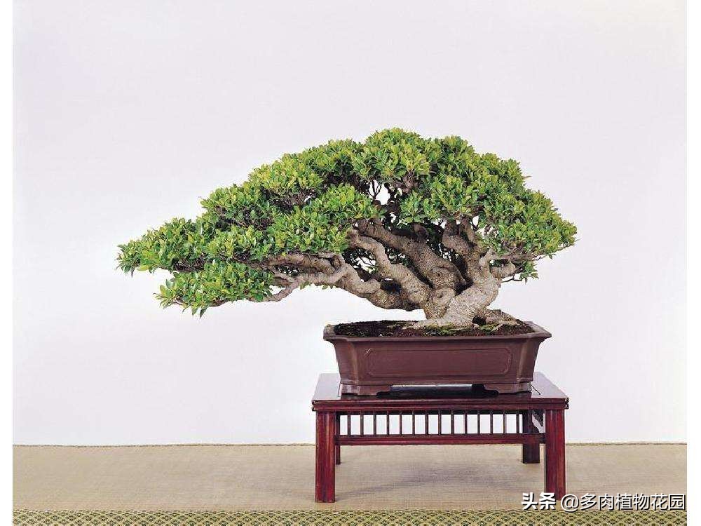 榕树如何养护才能旺盛,榕树叶片怎么养才能绿