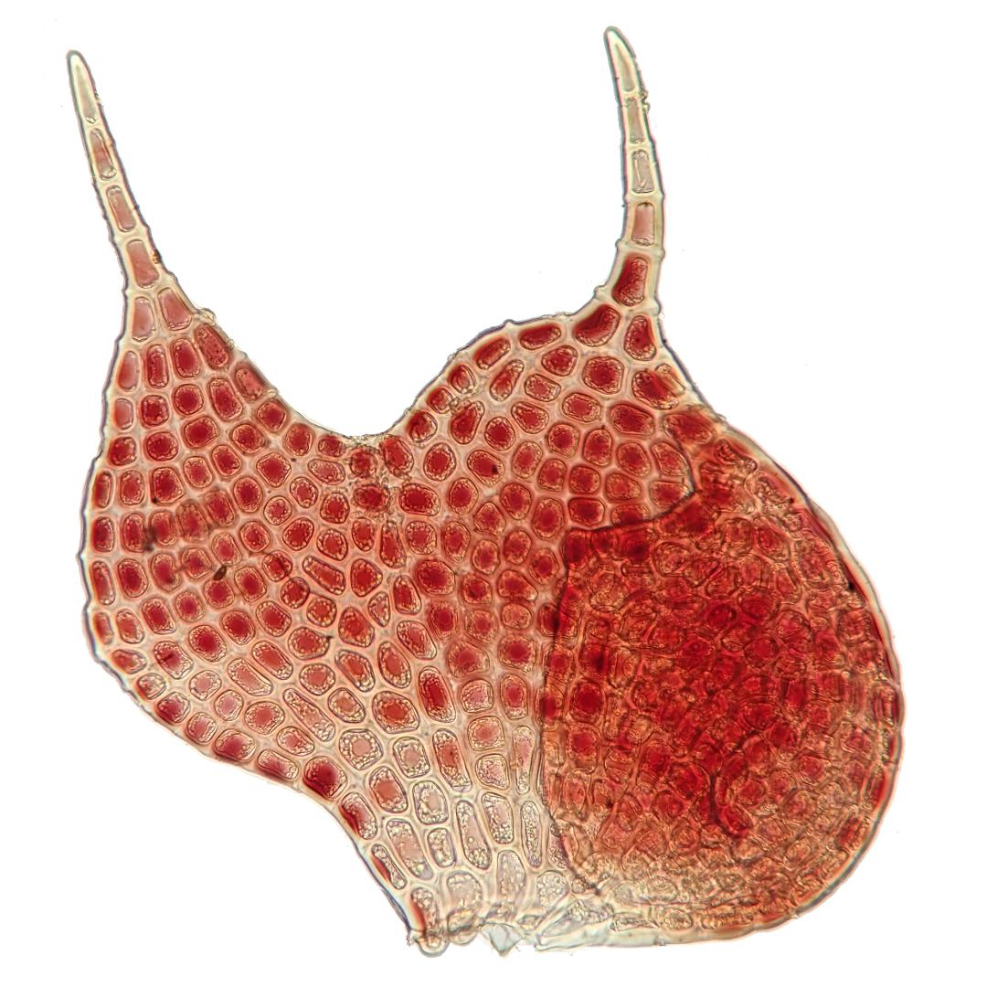 吃毒菇、睡蛇窝，只为挖一堆草，这个重庆博士要做当代神农