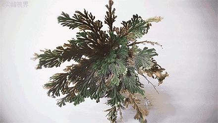 日本bblaboratories复活草面膜,复活草日本面膜敷多久变透明