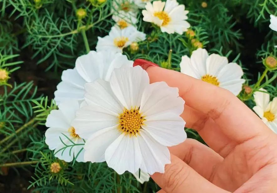 海心沙的花海美爆了,广州海心沙花海