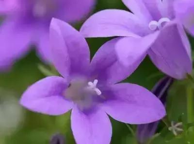 100种花的英文和花语是什么,100种花的花语以及送花礼仪分享