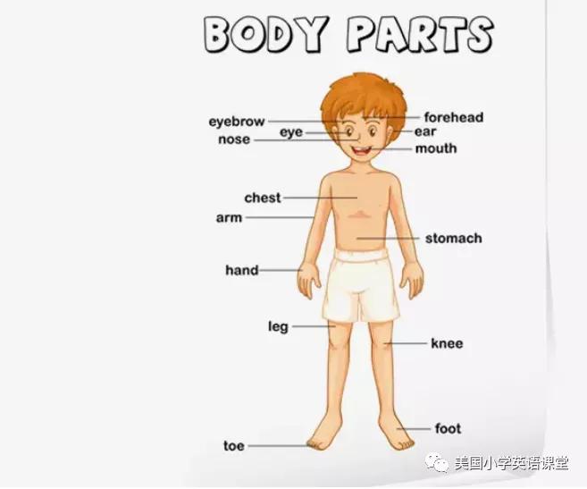怎样引导孩子身体发育,怎么教孩子认识身体各部位