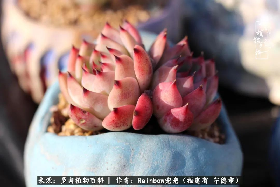 岁月无波澜余生不悲欢是啥意思,愿你岁月无波澜敬我余生无悲欢