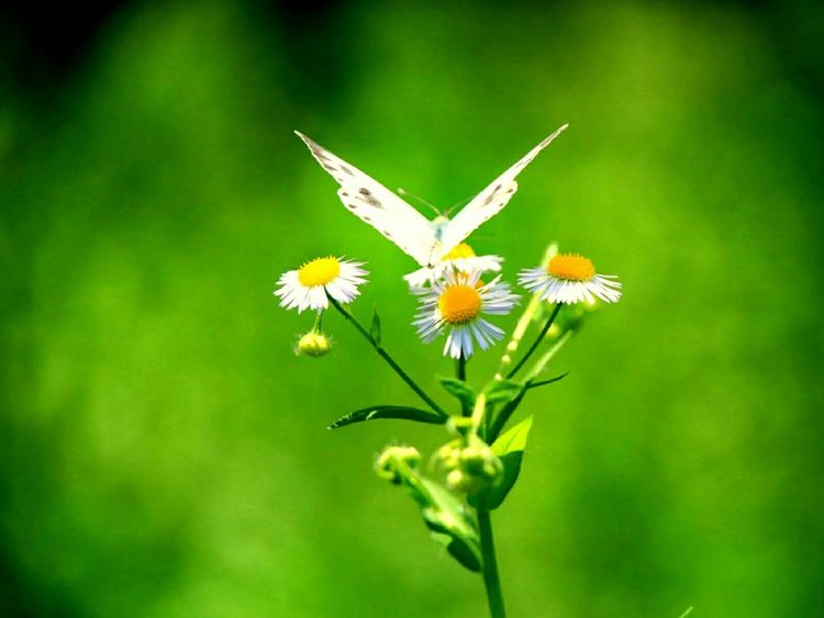 原创蝴蝶恋花,蝶恋花蝴蝶原唱