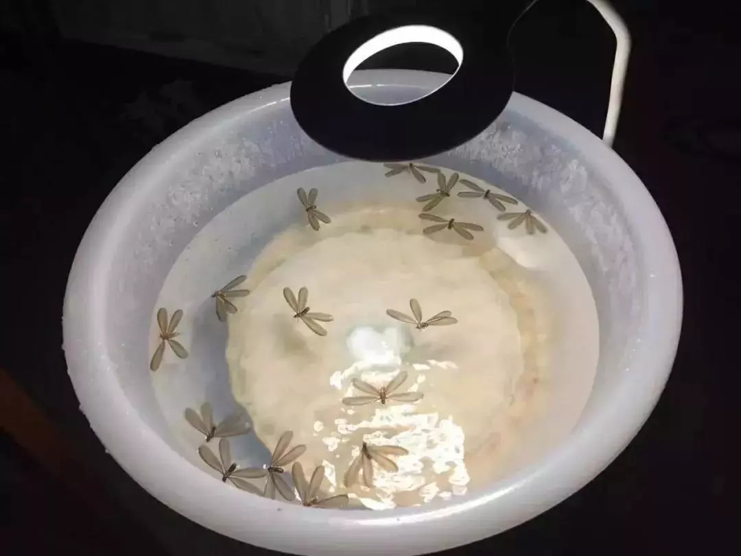 【吓人】太多多多……了！最近很多人被吓得不敢开灯，只因它又来袭