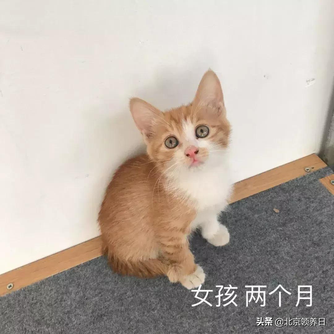 #领养代替购买#给它们一个家|线上宠物领养日,20190608加场