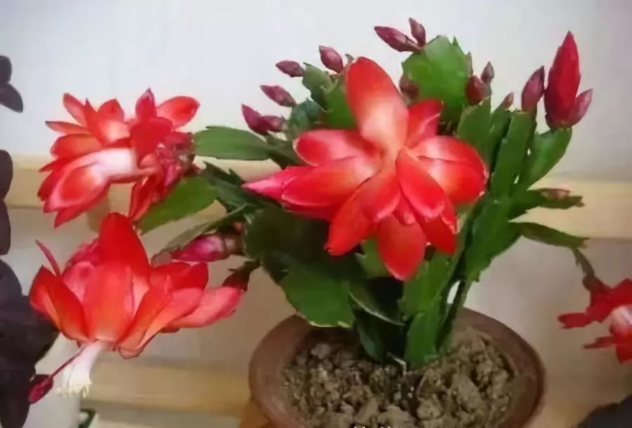 十大吸毒绿植排行榜,室内绿植吸毒王怎么养