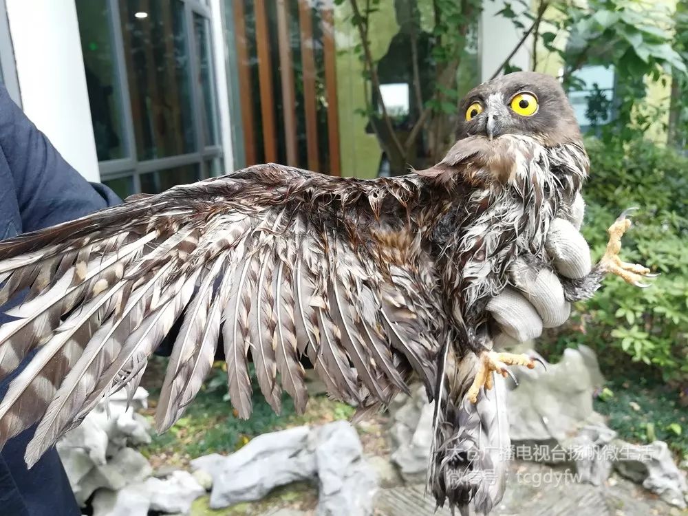 宝兴警方救助一只可爱的野生动物,保安小哥帮忙照顾走失狗狗