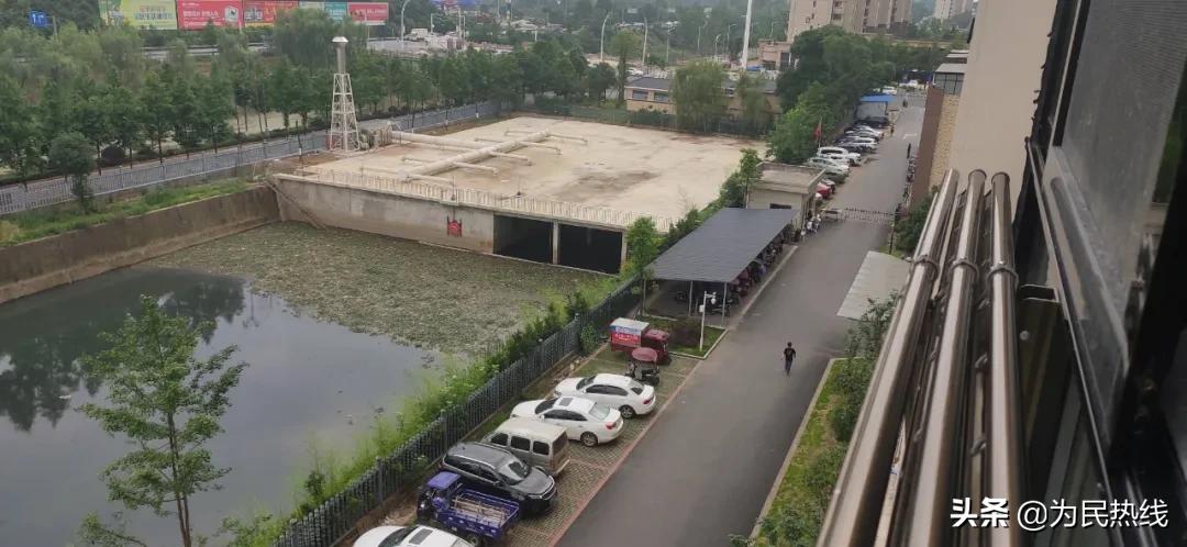 常德一污水池里种水葫芦，附近居民投诉：蚊子太多受不了