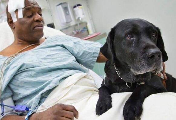 买狗千万别说这4句话,买狗选胆小的还是胆大的