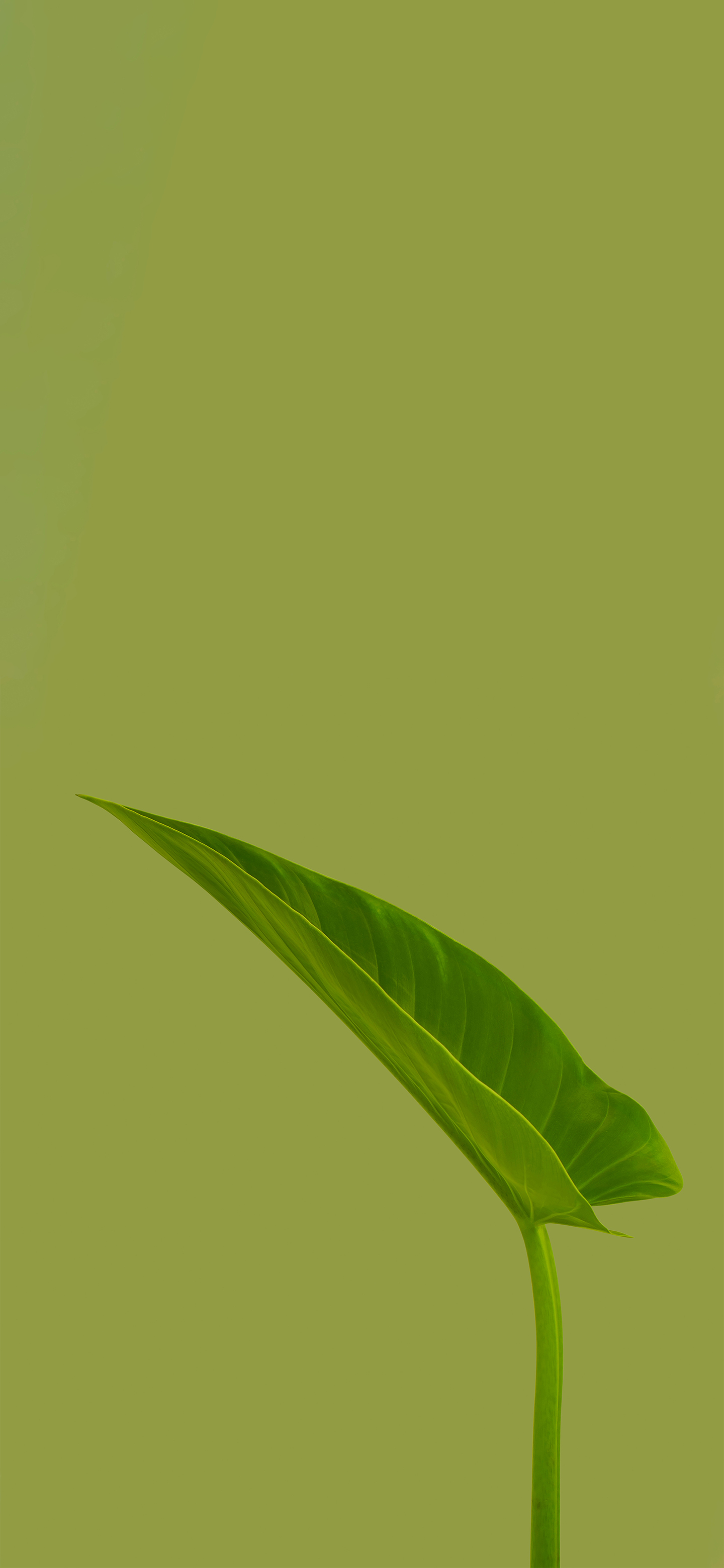 清爽壁纸高清手机壁纸,清晰到极致的手机壁纸图片