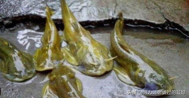 农村的稀有野味,一个比一个贵,最后一个好多人都没见过