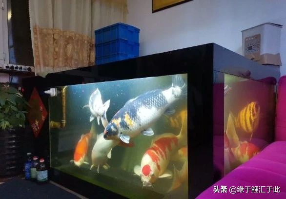 锦鲤缸放了杀菌水为什么趴缸,锦鲤趴缸底后突然起来来回游