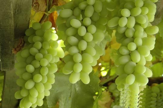 100种葡萄品种大全,12种热门葡萄