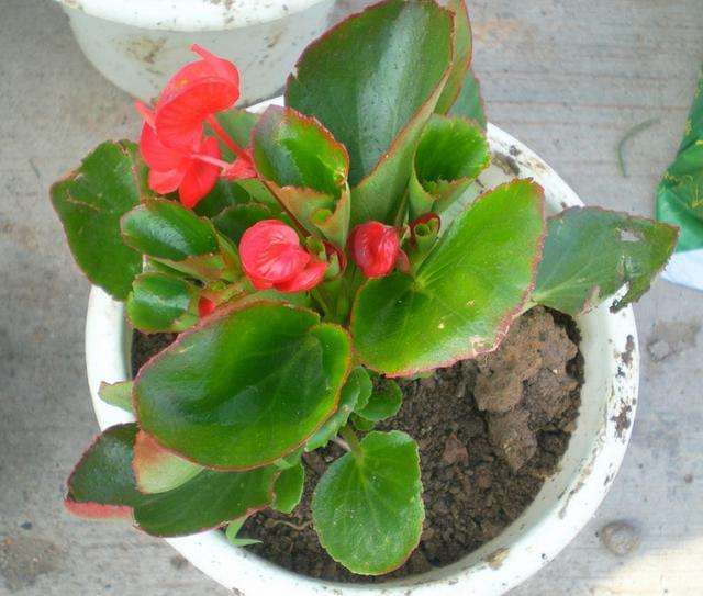 四季海棠叶子发黄怎么办,四季海棠叶片萎蔫了怎么办