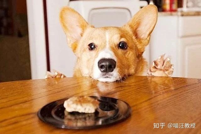 狗狗日常营养鲜食,狗狗日常所需的营养有哪些