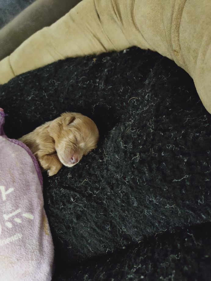 人工喂养的小奶狗拉稀怎么办,人工喂养20天的狗