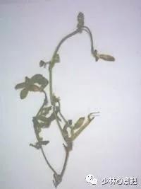 中药药材大全及功效,补肾中药大全及功效