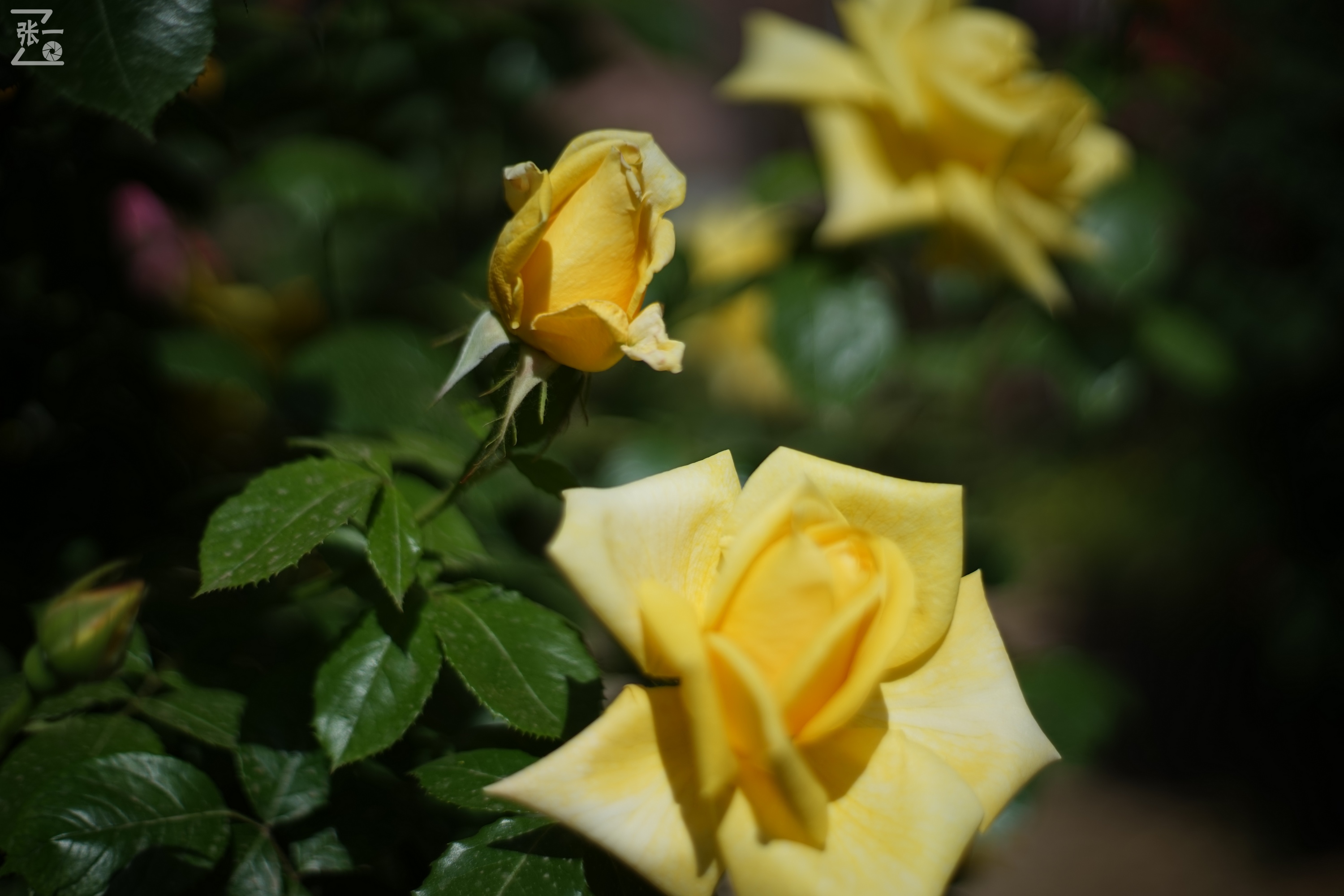 凤凰国产50mm镜头,凤凰索尼e口镜头