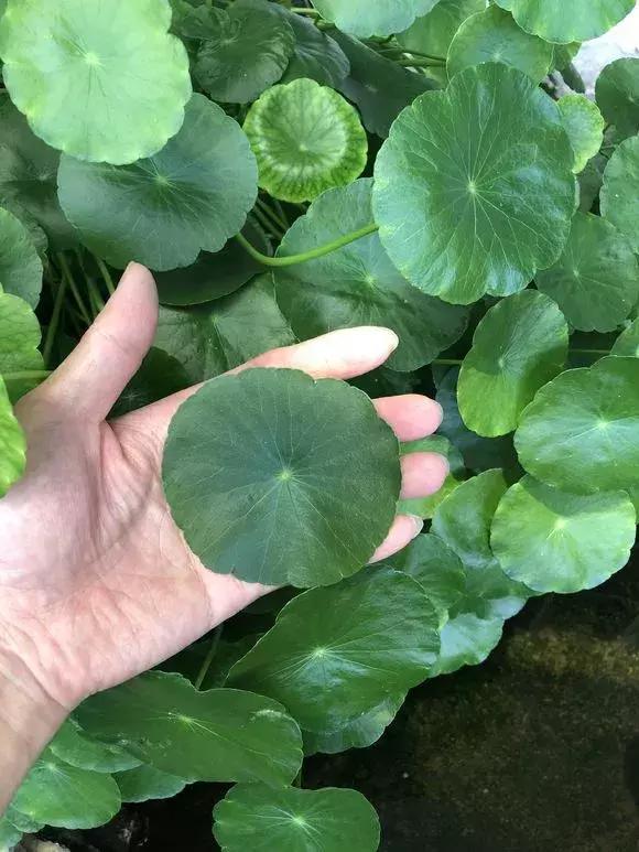 铜钱草与马蹄莲区别,马蹄金铜钱草怎么更旺盛