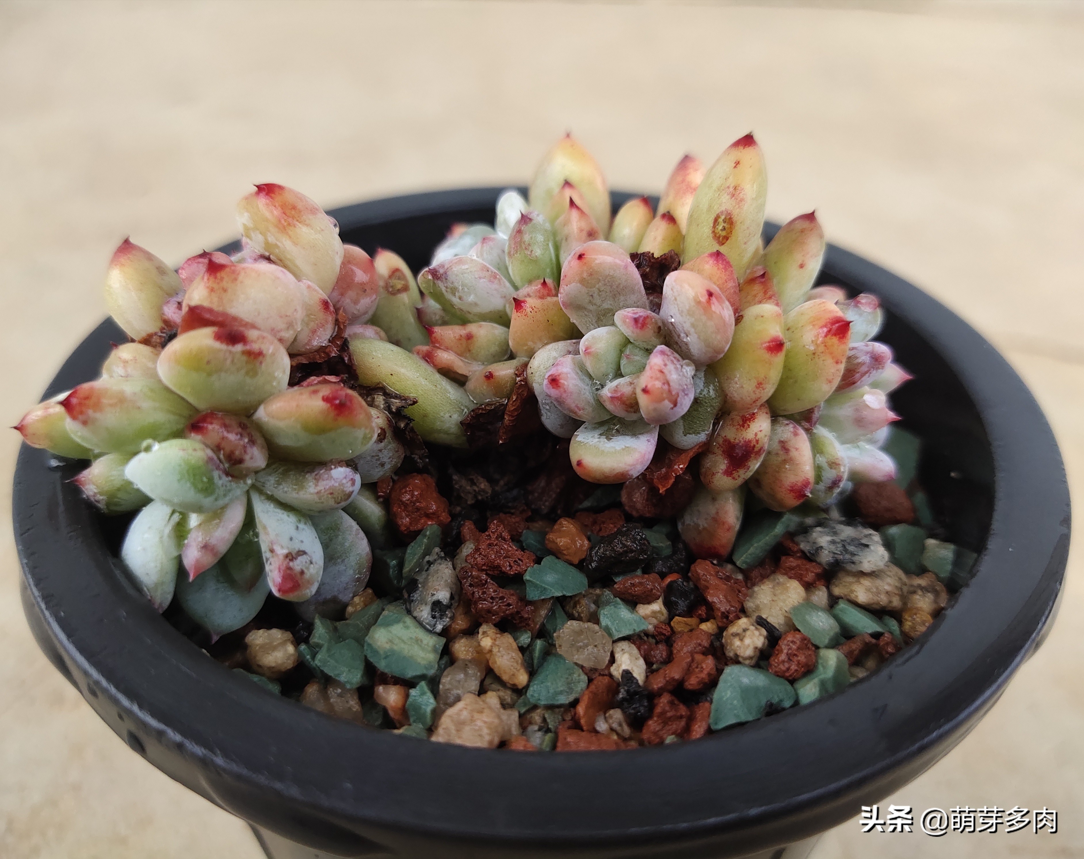 多肉植物的土壤怎么选,多肉植物土壤配方比例图