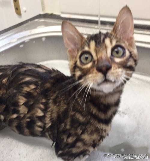 五只小猫咪游泳,可爱的小猫咪洗澡或游泳