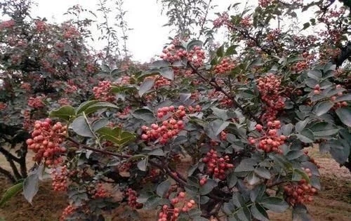 如何引领花椒产业发展,发展花椒产业的益处