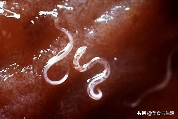 挪威三文鱼怎么挑新鲜,你吃的三文鱼是三文鱼吗