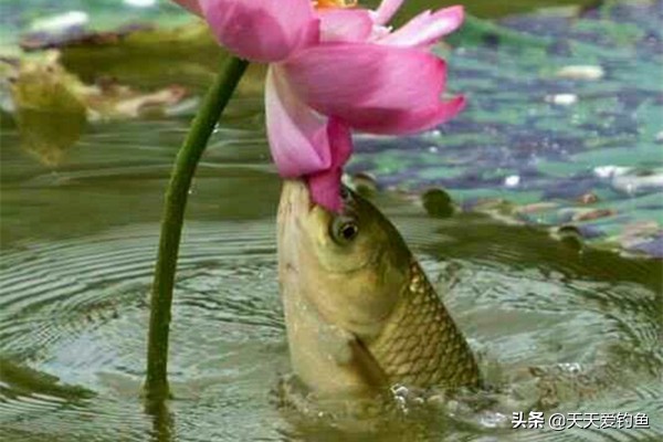 串钩钓草鱼技巧和方法,怎么用串钩钓草鱼