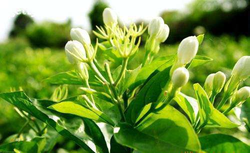 茉莉花施肥、浇水都有技巧,夏天开花多,满园飘香