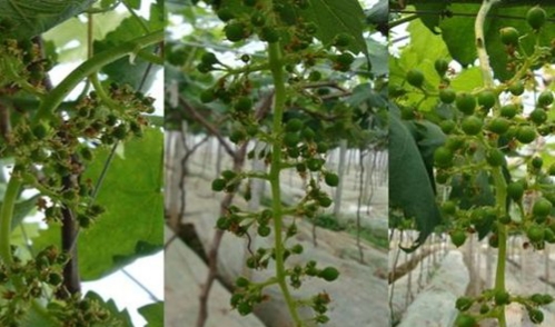 蓝宝石葡萄落花落果严重用什么药,如何防治葡萄落果严重
