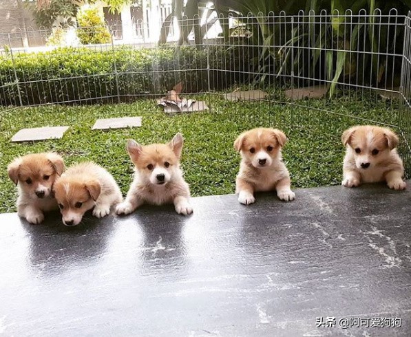 小短腿柯基居然有三个不同品种,小短腿柯基有多可爱