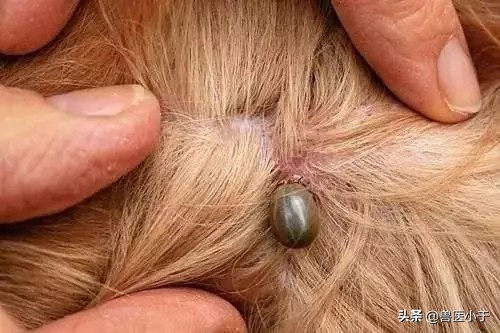 养羊场的羊草怎么解决,农村养羊牧草怎么解决