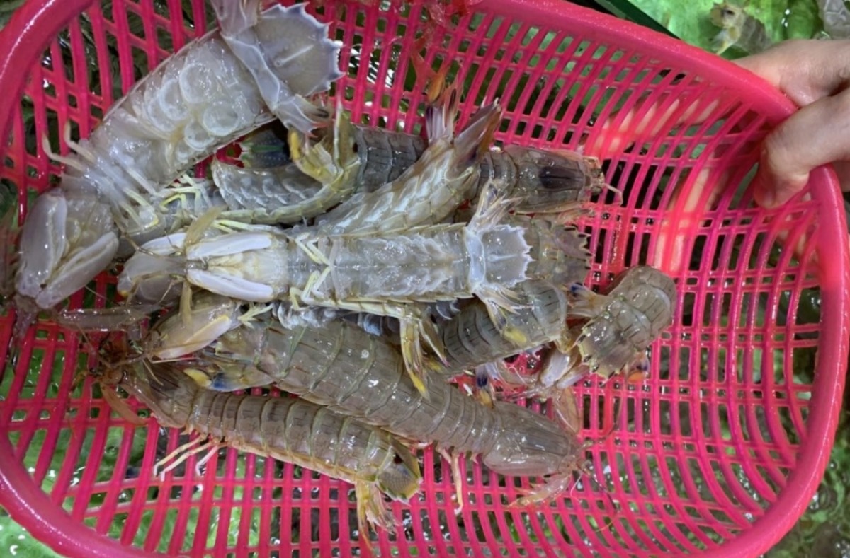 去北海在哪里买海鲜比较划算,北海的海鲜便宜还是防城港的便宜