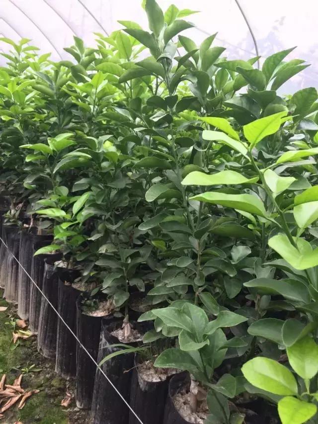 柑橘溃疡病的最佳防治时期,柑橘溃疡病的最佳防治措施