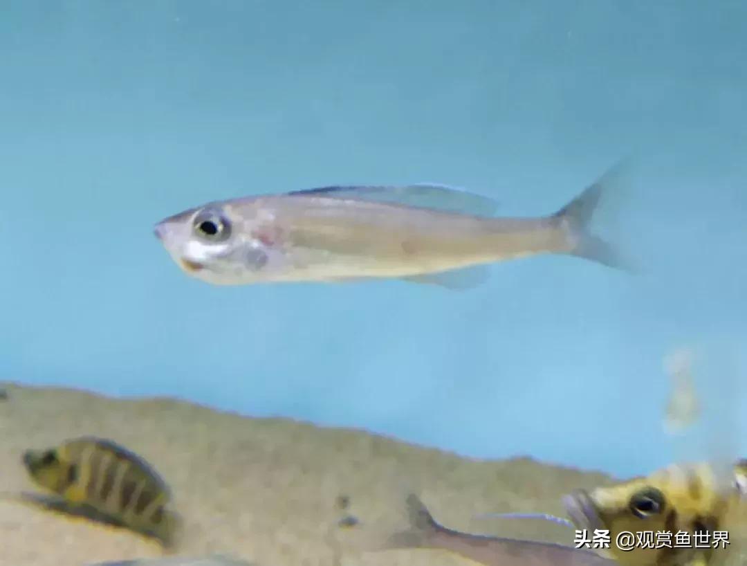 梦想的三湖世界持续建设中……方位:中国天津