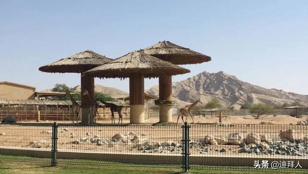 阿联酋最佳旅游地点是,阿联酋7天旅游攻略图