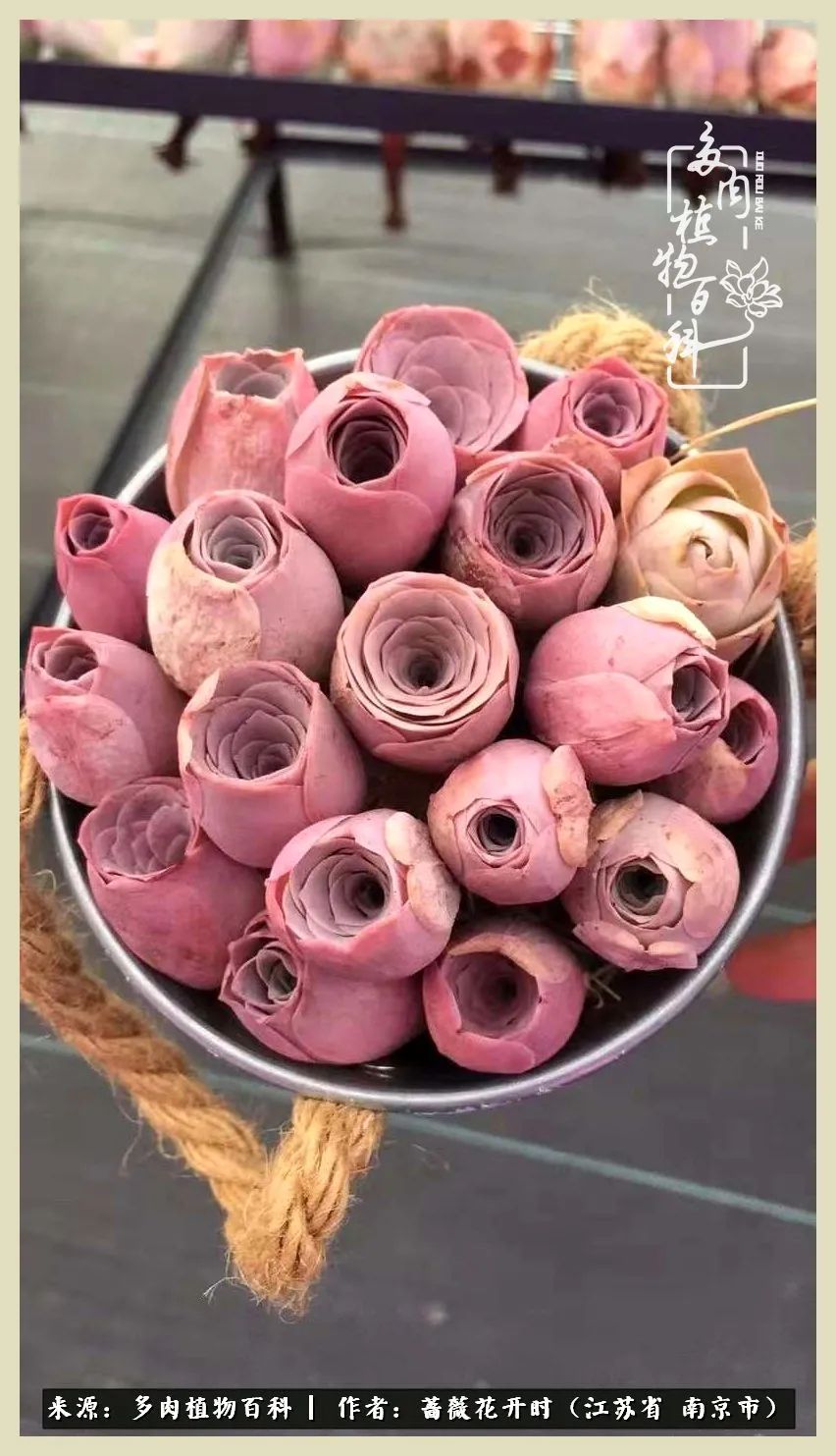 又见颜的妩媚，色的诱惑！这些山地玫瑰礼盒惊艳了眼眸