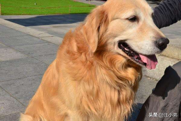 金毛犬腿疼的解决办法你知道吗,金毛犬最易患的病及治疗方法