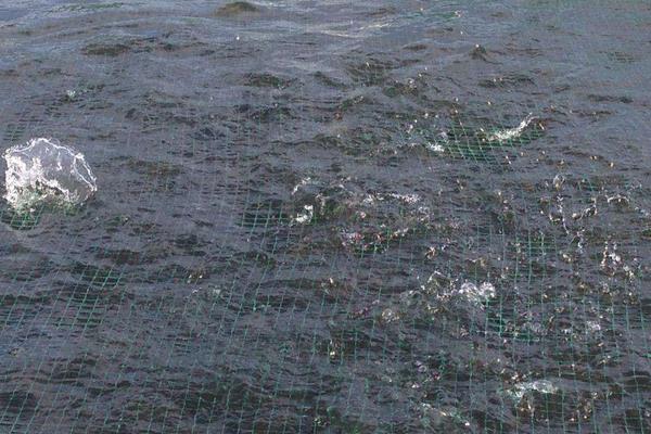 生态养殖鲤鱼怎么养,水库鲤鱼的养殖技术与管理