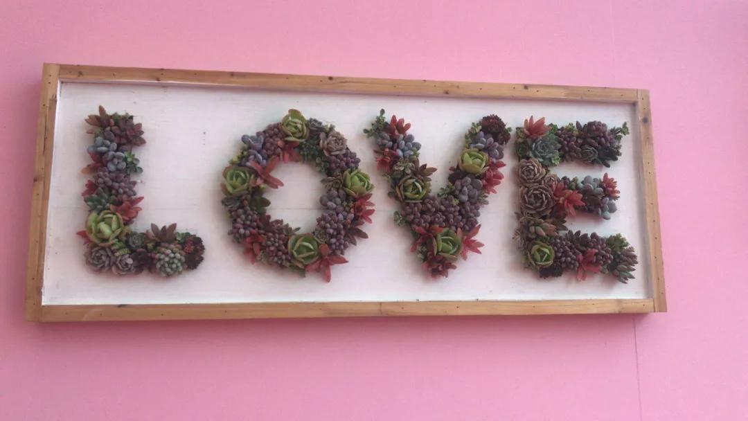 这个年销量上亿株多肉的县城，举办了首届多肉电商节